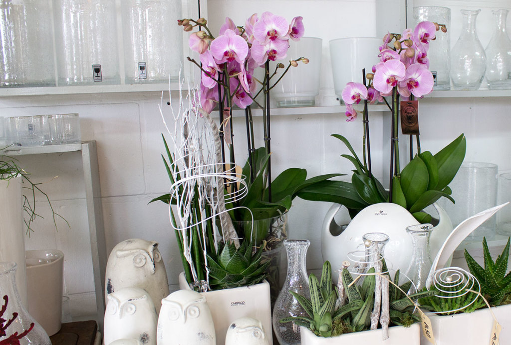 Einblicke unserer Arbeiten - Orchideen und Topfpflanzen