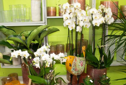 Einblicke unserer Arbeiten - Orchideen und Topfpflanzen
